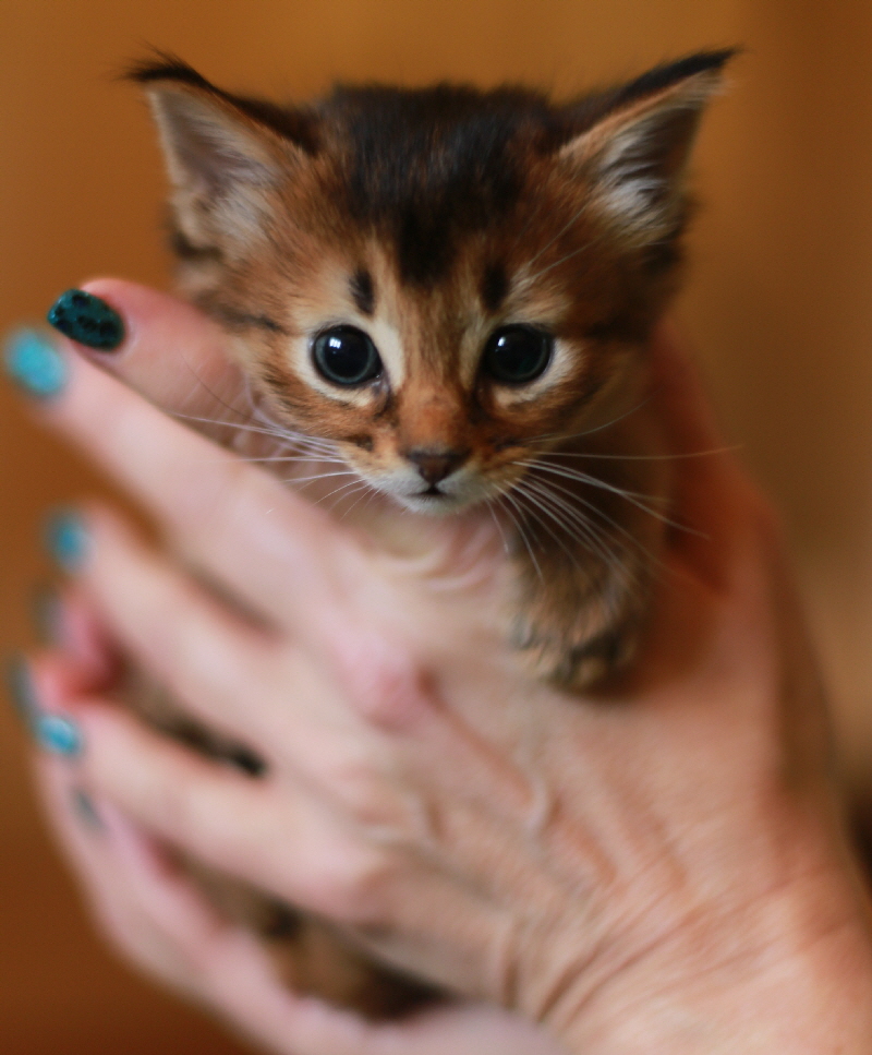 Ponyo, 1 month old