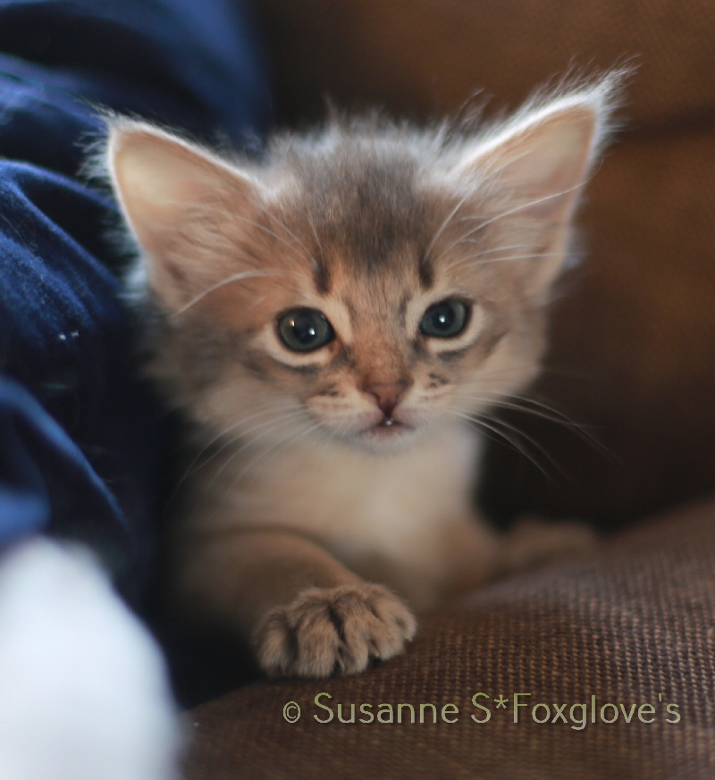 Arwen, 6 weeks 